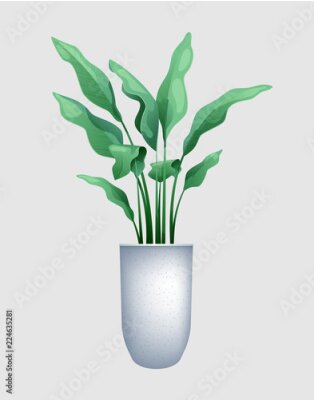 Papier peint  Fleur verte à grandes feuilles dans un pot. Illustration vectorielle de strelitzia de plantes tropicales, conception de la jungle