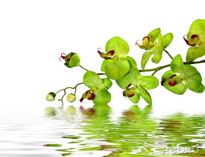 Papier peint  Fleur verte dans l'eau