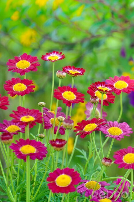 Papier peint  Fleurs 3D aux pétales rouges