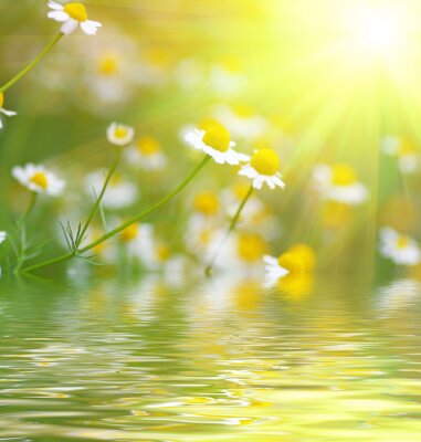 Fleurs au bord de l'eau au soleil