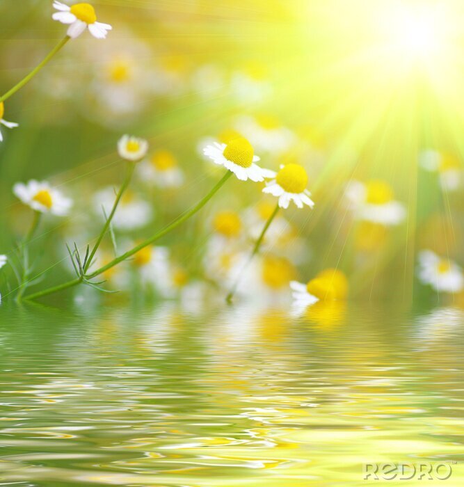 Papier peint  Fleurs au bord de l'eau au soleil
