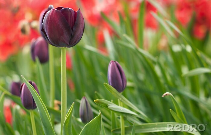 Papier peint  Fleurs au jardin
