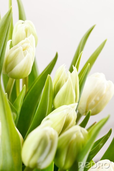 Papier peint  Fleurs aux tonalités de blanc