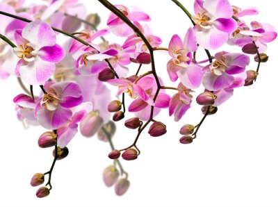 Sticker  Fleurs avec bourgeons sur les branches