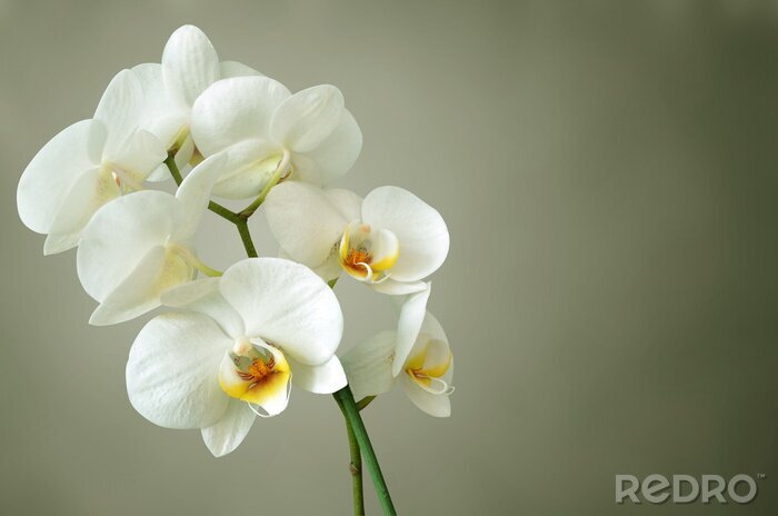 Papier peint  Fleurs avec ombellifère blanc