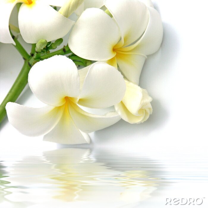Papier peint  fleurs blanches de frangipanier