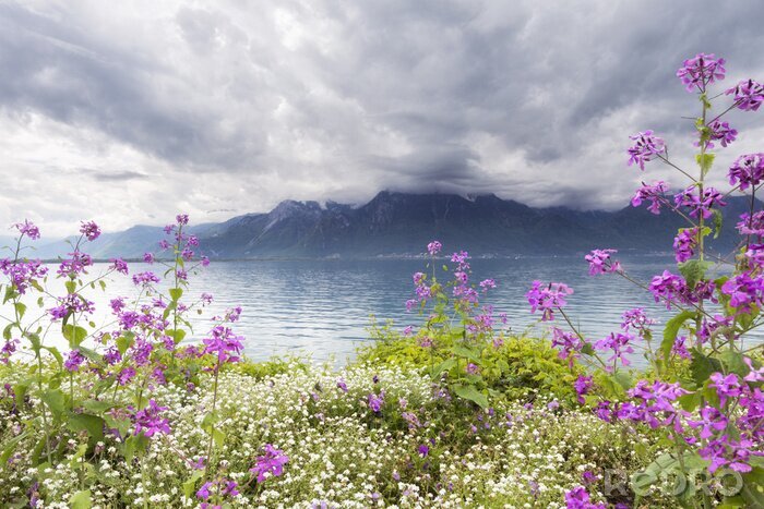 Papier peint  Fleurs blanches et violettes sur fond de montagnes