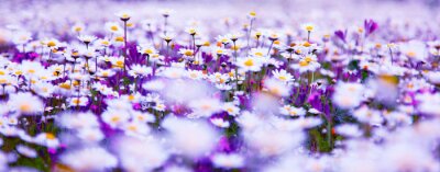 Fleurs blanches et violettes sur un champ