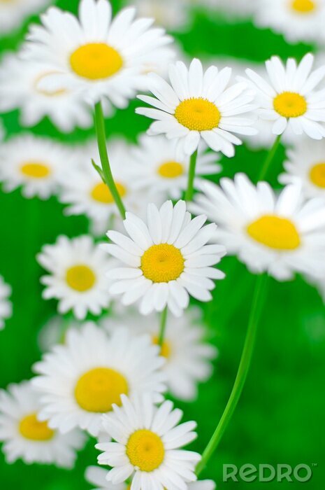 Papier peint  Fleurs blanches intérieur jaune