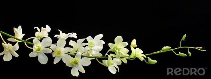 Papier peint  Fleurs blanches sur fond noir