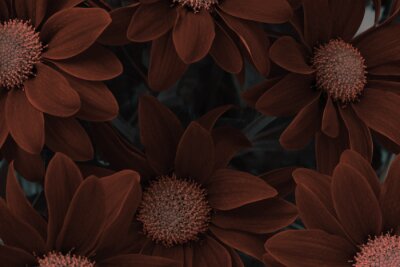 Papier peint  Fleurs brunes sur fond sombre