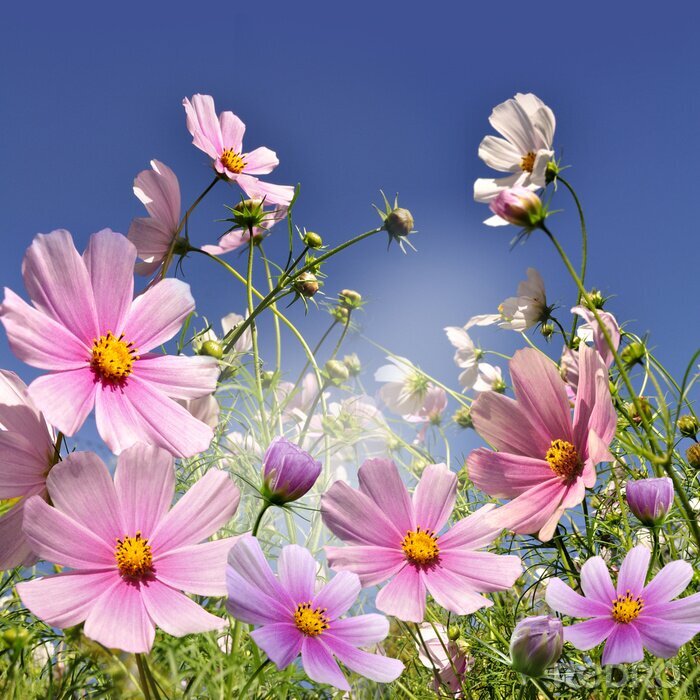 Papier peint  Fleurs champs