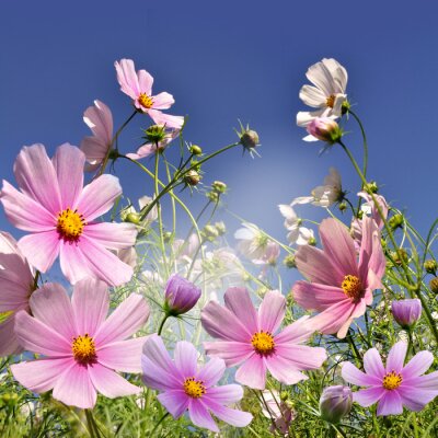 Papier peint  Fleurs champs