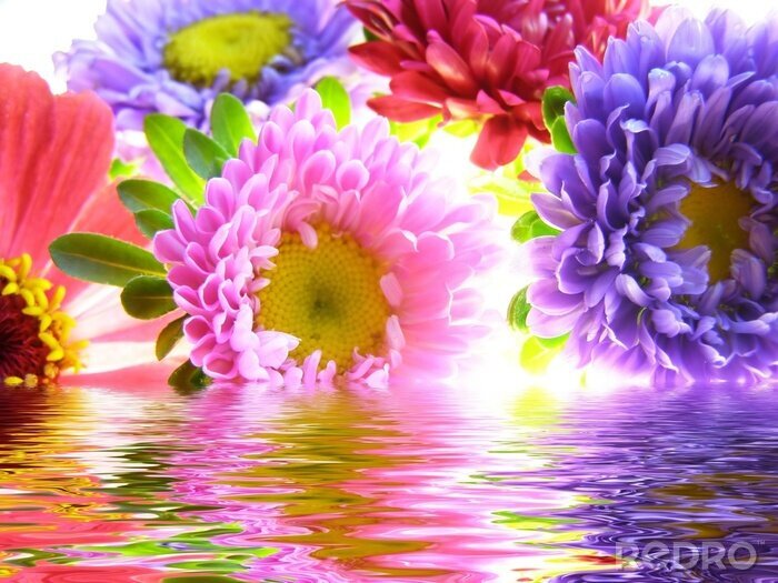Papier peint  Fleurs colorées dans l'eau