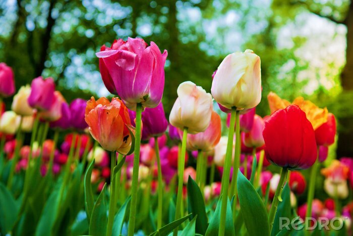 Papier peint  Fleurs colorées dans un parc
