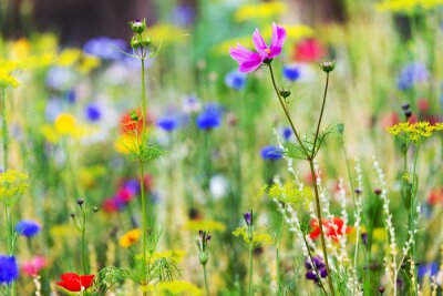Papier peint  Fleurs colorées dans une prairie
