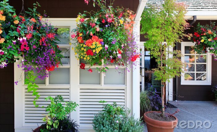 Papier peint  Fleurs colorées devant des fenêtres