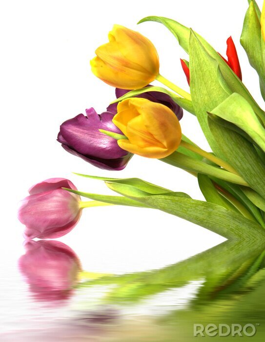 Papier peint  Fleurs colorées et reflet