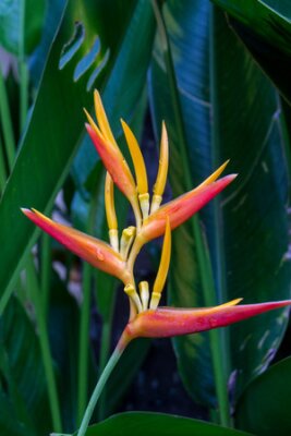 Papier peint  Fleurs colorées oranges hybrides tropicaux strelitzia avec de grandes feuilles vertes luxuriantes qui poussent dans un jardin à Bali contre un mur en pierre de galets