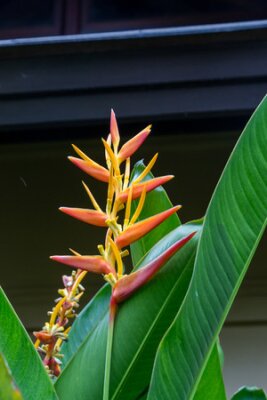 Papier peint  Fleurs colorées oranges hybrides tropicaux strelitzia avec de grandes feuilles vertes luxuriantes qui poussent dans un jardin à Bali contre un mur en pierre de galets