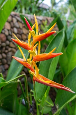 Papier peint  Fleurs colorées oranges hybrides tropicaux strelitzia avec de grandes feuilles vertes luxuriantes qui poussent dans un jardin à Bali contre un mur en pierre de galets