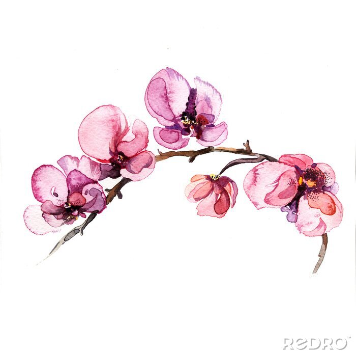 Papier peint  Fleurs d&#39;orchidées à l&#39;aquarelle sur une branche
