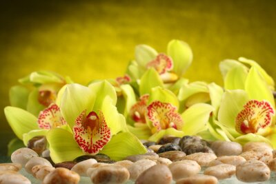 fleurs d'orchidées