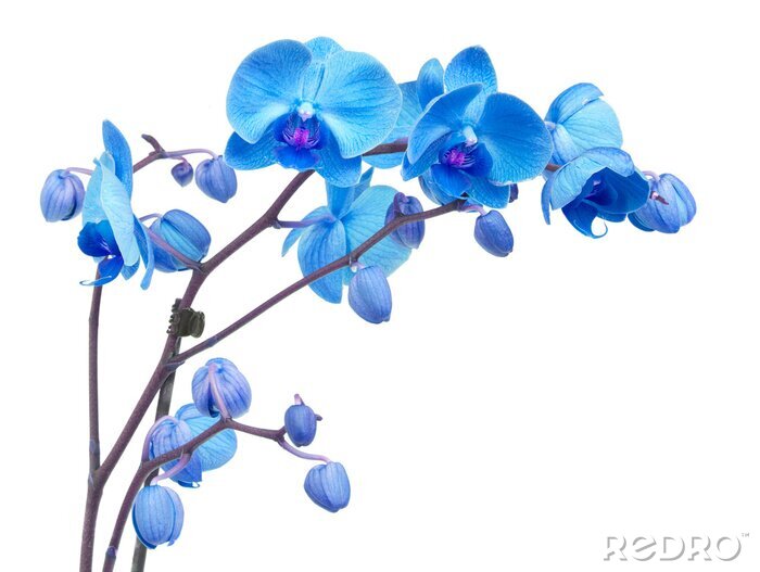 Papier peint  fleurs d'orchidées