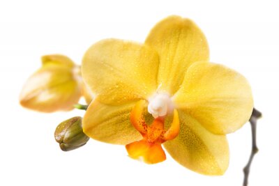Papier peint  Fleurs d'orchidées jaunes