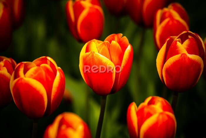 Papier peint  Fleurs dans un champ de tulipes
