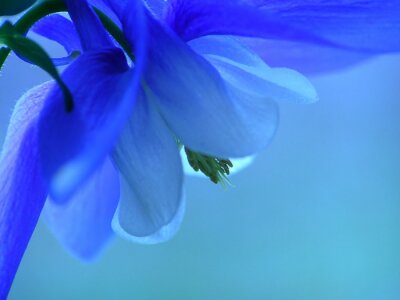Fleurs de bleuets