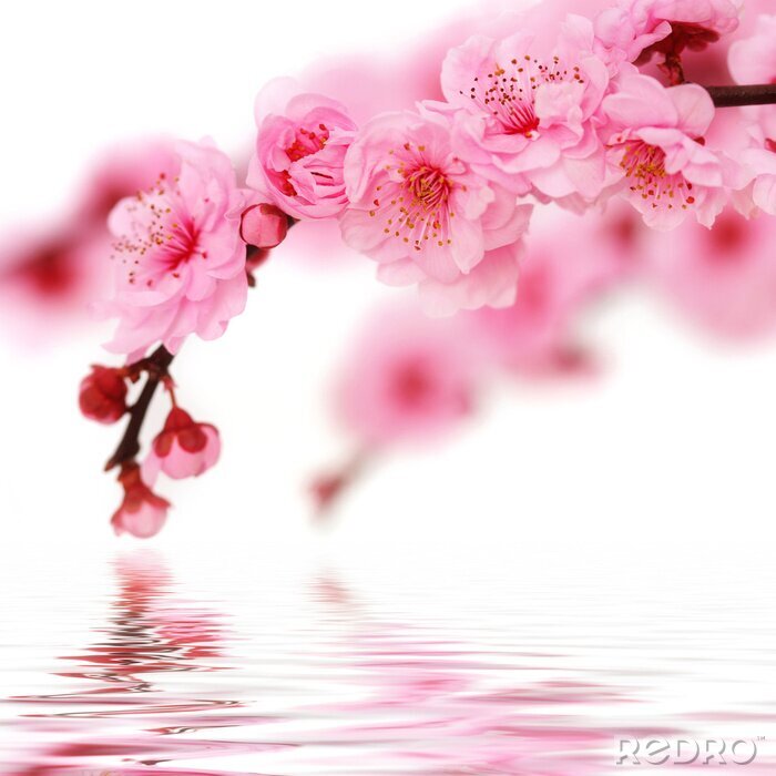 Papier peint  Fleurs de cerisier au bord de l'eau