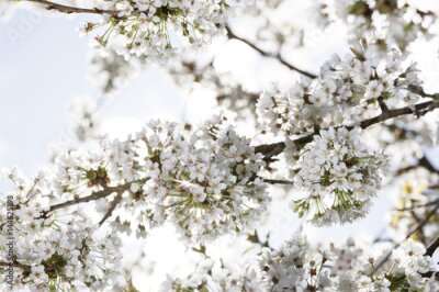 Papier peint  Fleurs de cerisier blanches