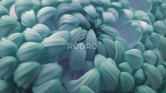 Papier peint  Fleurs de chrysanthème turquoise close up