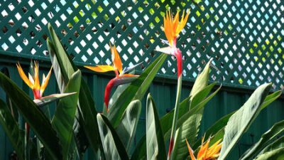Papier peint  Fleurs de l'oiseau du paradis ou fleur de grue d'Afrique du Sud, nom botanique Strelitzia reginae, dans un jardin naturel