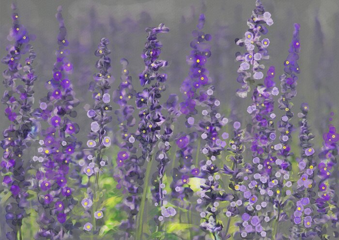 Papier peint  Fleurs de lavande sauvage peintes
