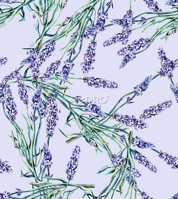 Papier peint  Fleurs de lavande sur un fond violet
