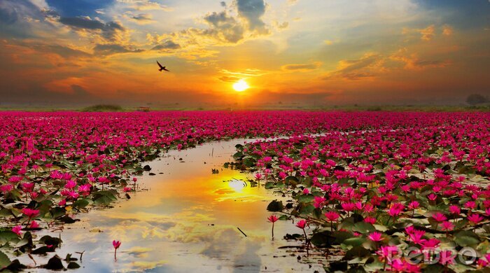 Papier peint  Fleurs de lotus sur l'eau au coucher du soleil