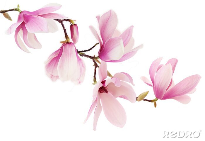 Papier peint  Fleurs de magnolia rose sur une branche