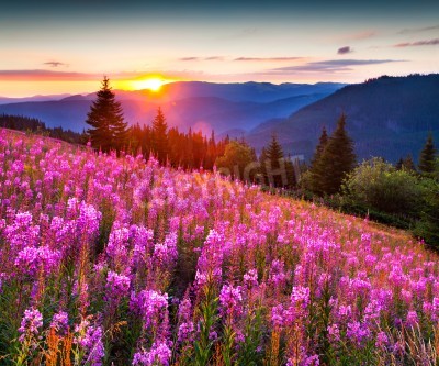 Papier peint  Fleurs de montagne et lever de soleil