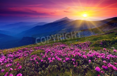 Papier peint  Fleurs de montagne roses et lever de soleil
