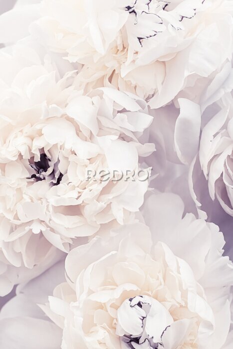 Papier peint  Fleurs de pivoine