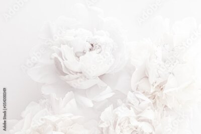 Papier peint  Fleurs de Pivoine Blanches