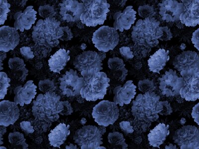 Papier peint  Fleurs de pivoine bleue sur fond noir