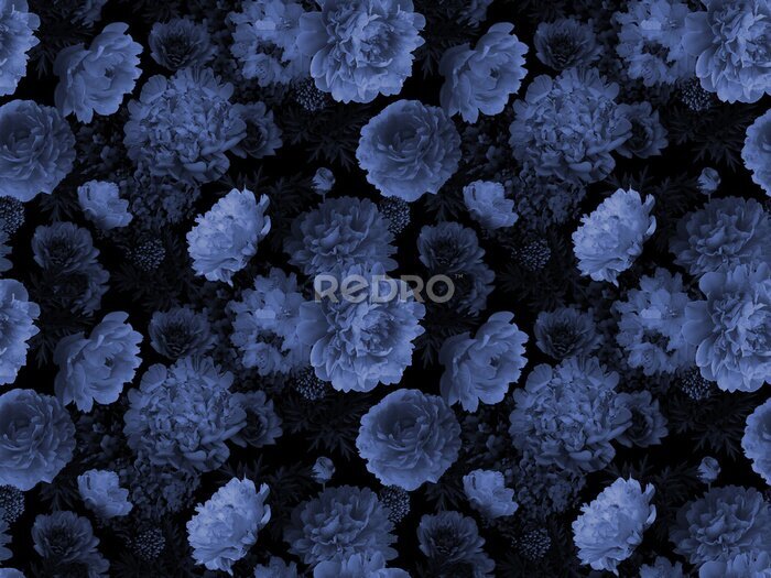 Papier peint  Fleurs de pivoine bleue sur fond noir