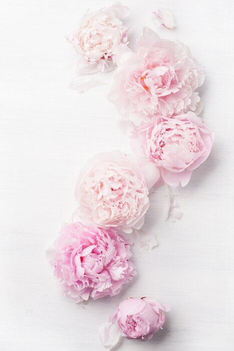 Papier peint  Fleurs de pivoine dispersées sur un fond blanc