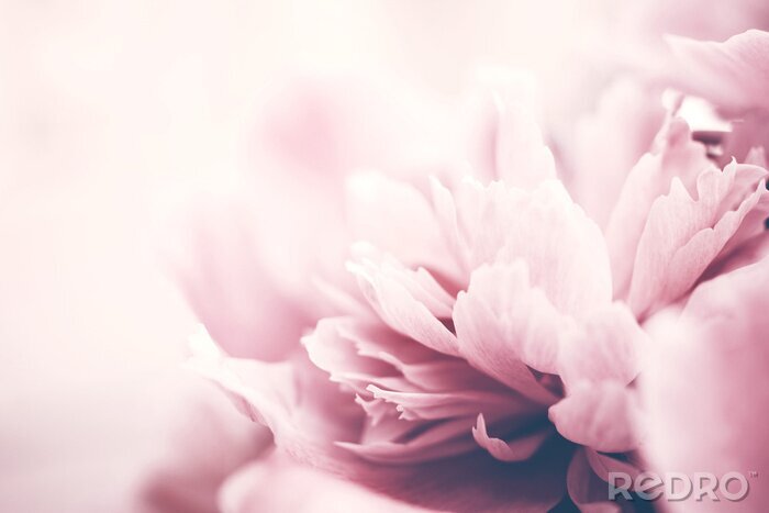 Papier peint  Fleurs de pivoine rose