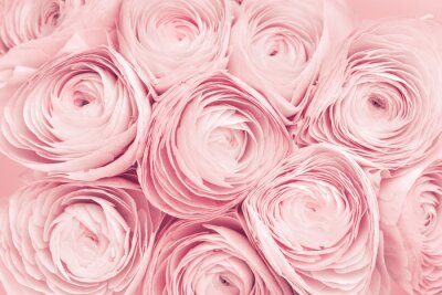 Papier peint  Fleurs de pivoine rose aux pétales délicats