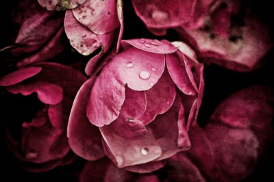 Fleurs de pivoines et rosée