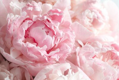 Papier peint  Fleurs de pivoines roses en gros plan